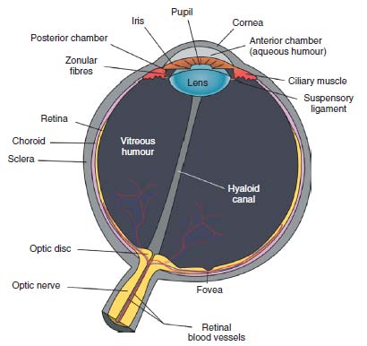 Wegman Said Fig 1 Eye